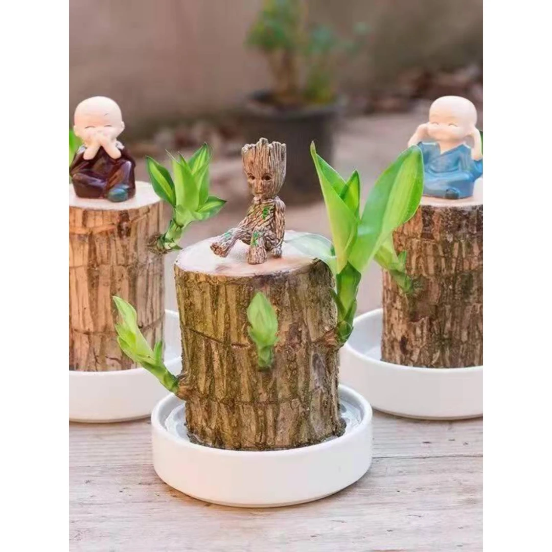 带芽巴西木格鲁特水养幸运木四季水培花卉室内阳台常绿盆栽绿植