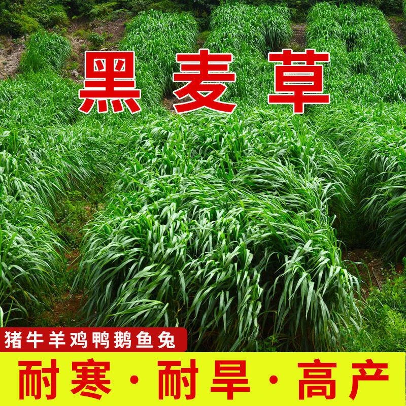 黑麦草种籽子种四季多年生耐寒牧草种子畜牧养殖草种喂鸡牛羊鱼草