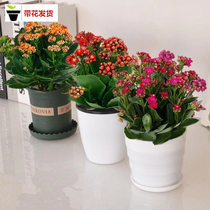 【迷你80盆】长寿花盆栽重瓣花苗带花苞植物室四季开花长寿花卉
