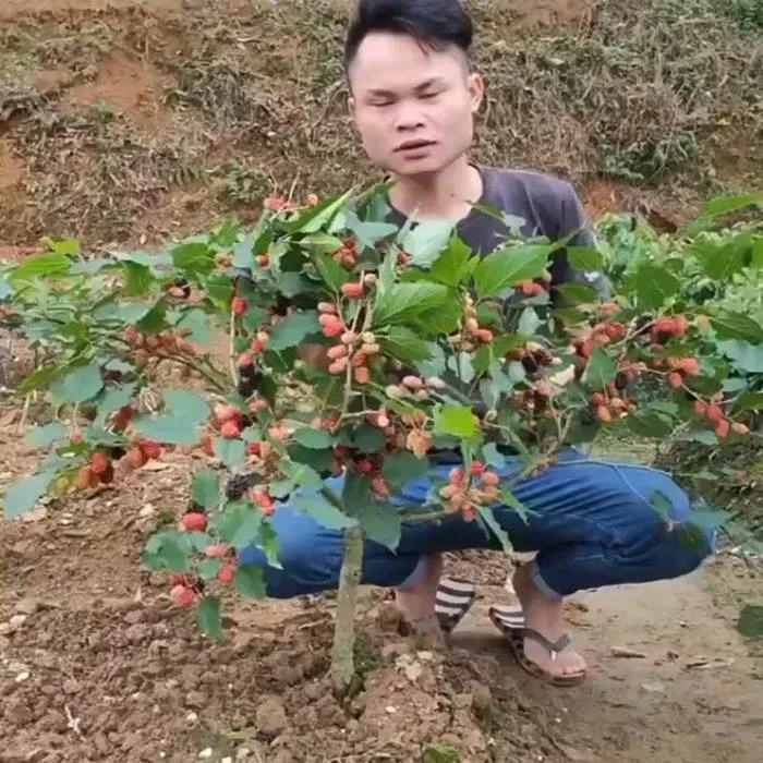 优质桑树苗无籽大十桑葚苗树莓地栽盆果树苗南方北方种植当年结果