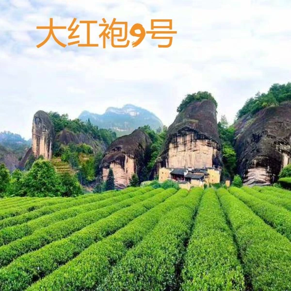 【烈牛】私房茶 大红袍武夷岩茶 正岩肉桂