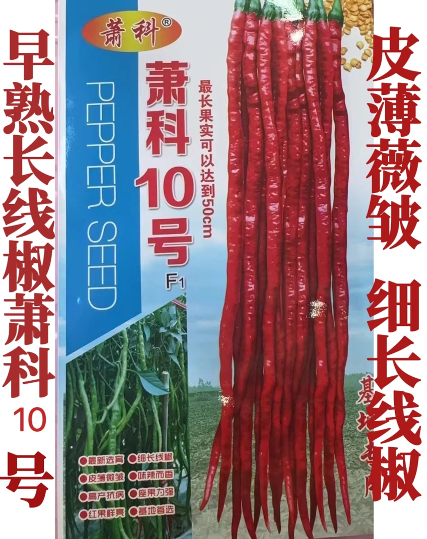 早熟细长线椒辣味浓香可鲜食加工和腌制辣椒蔬菜种子