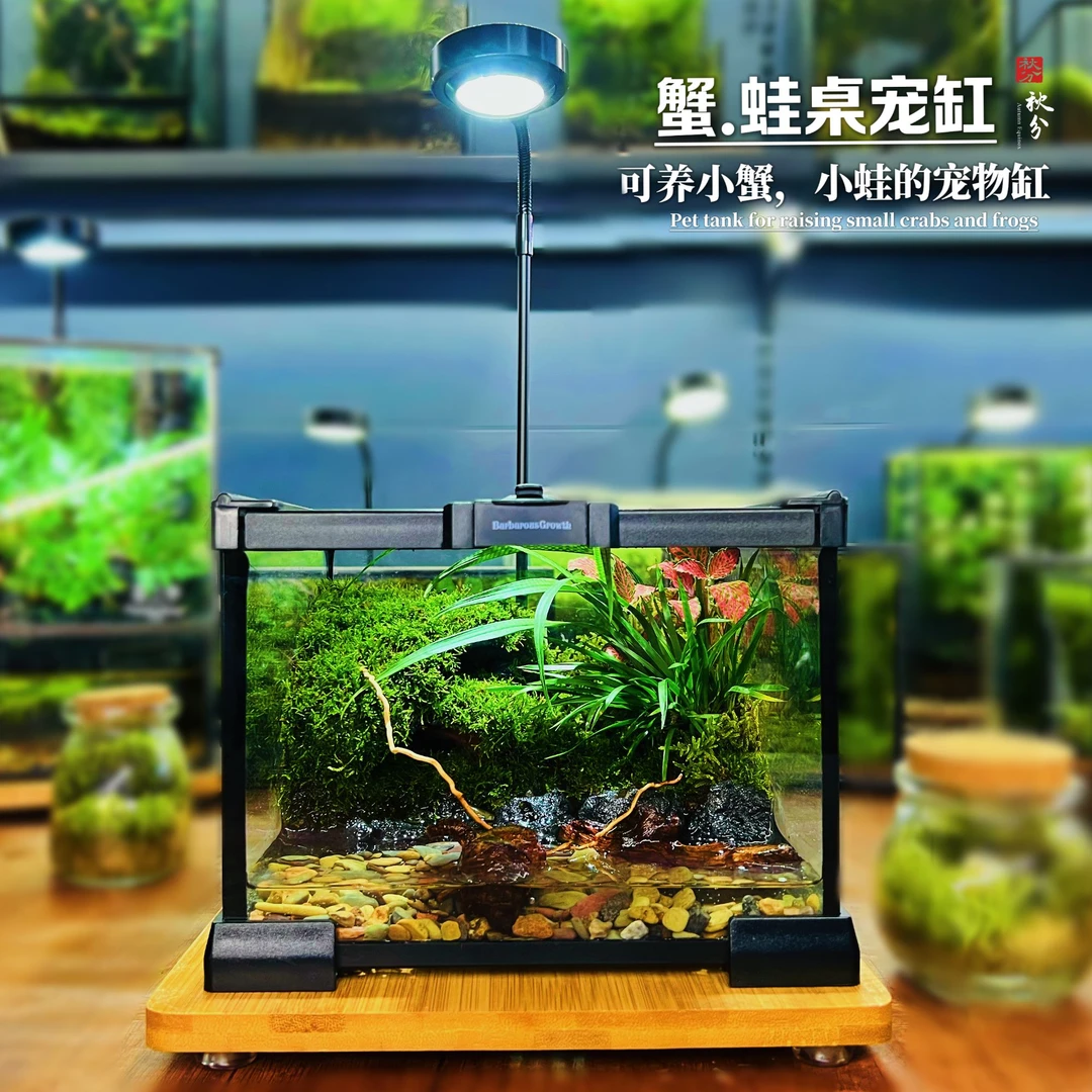 桌面养蟹蛙宠物造景苔藓微景观创意绿植摆件