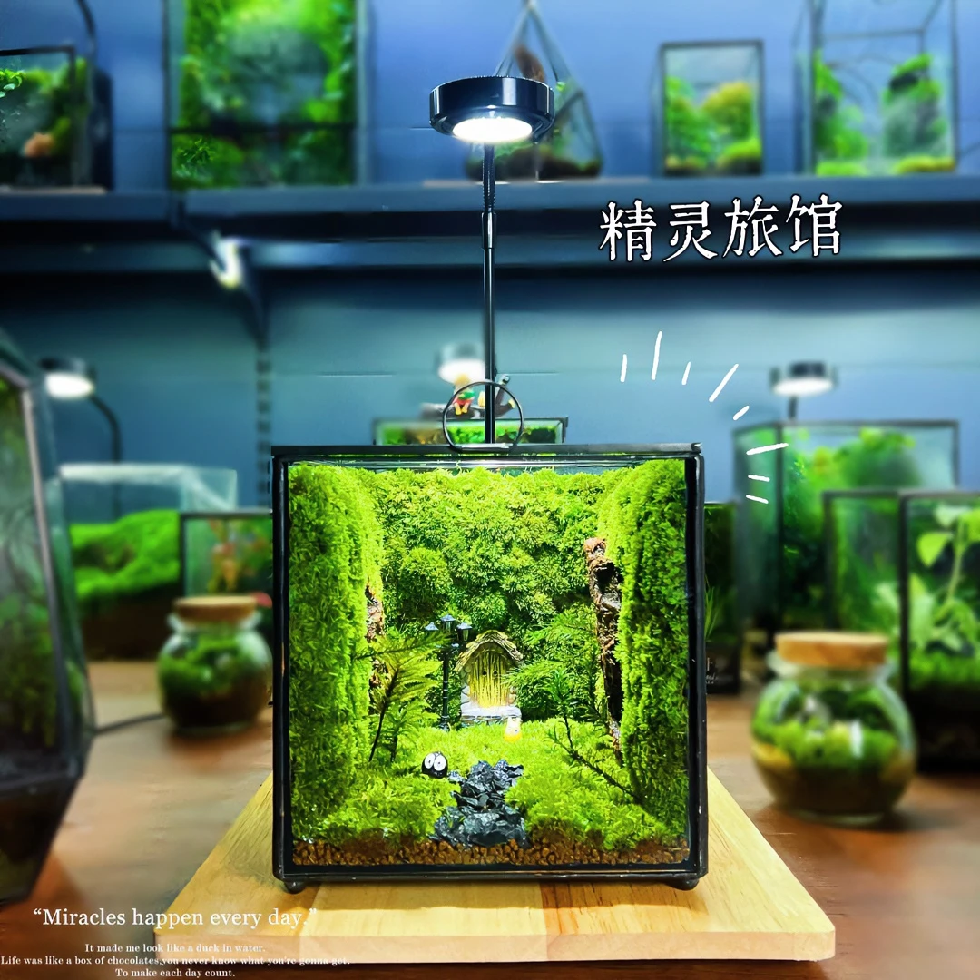 【精灵旅馆】懒人养护桌面苔藓微景观解压防辐射好看摆件创意