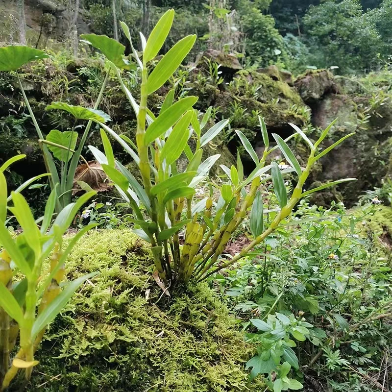 贵州赤水金钗鲜条当天采可插千
