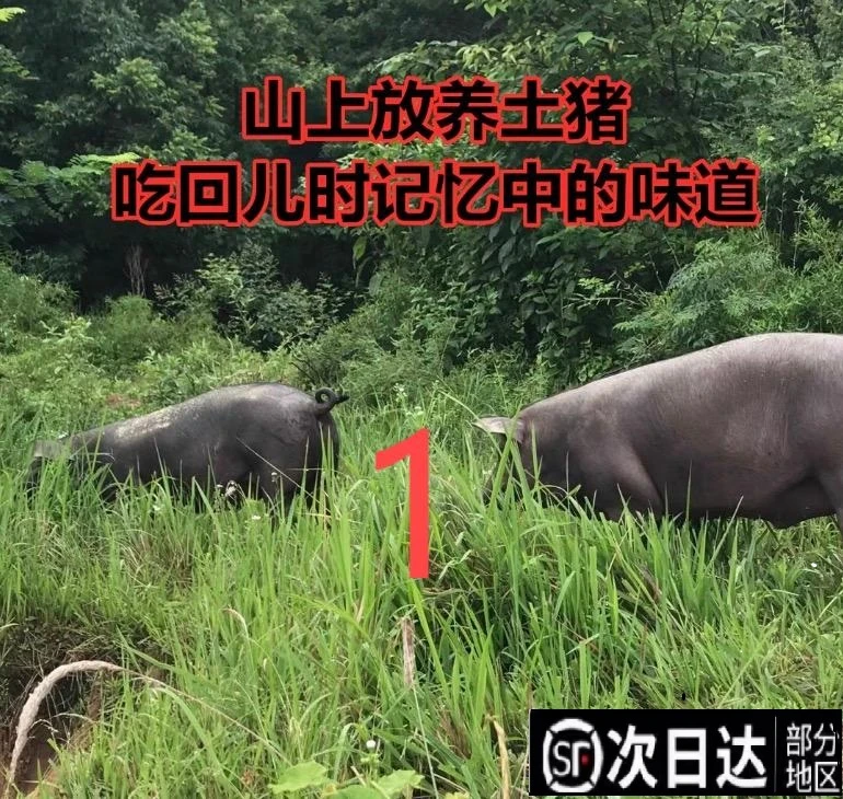 【直播改价土黑猪肉】一物一拍黑猪跑山猪肉顺丰发货1-10千克