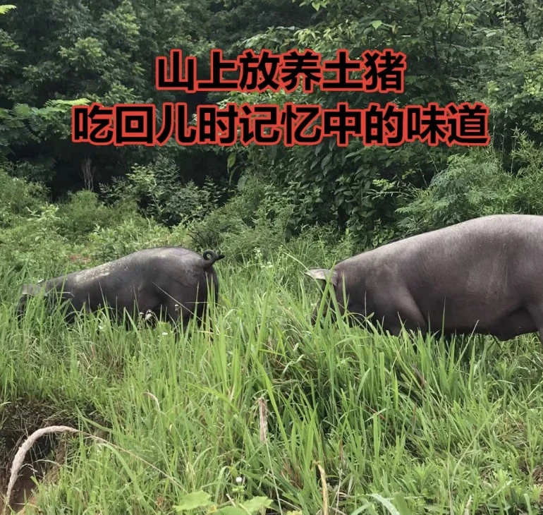 直播间专属福包土黑猪