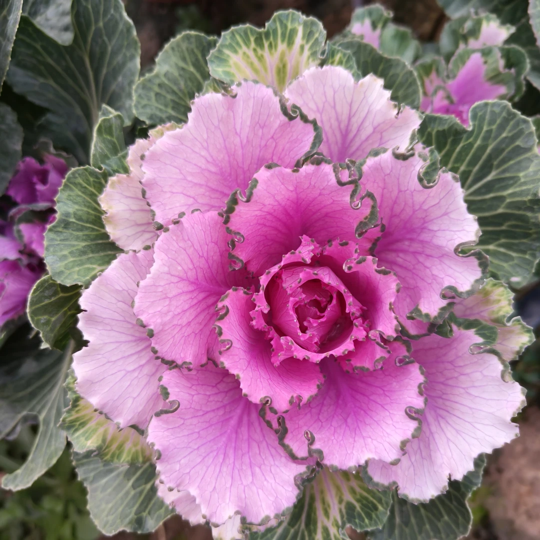 羽衣甘蓝耐低温庭院阳台花卉一物一拍