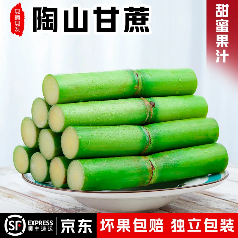 精品一节头 陶山甘蔗当季温州特产新鲜水果绿皮青皮手撕果蔗5斤