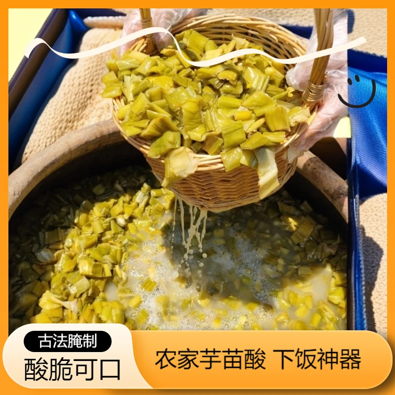 广东高州农家手工腌制新鲜芋苗酸甄选好吃下饭菜 600g/瓶净重包邮