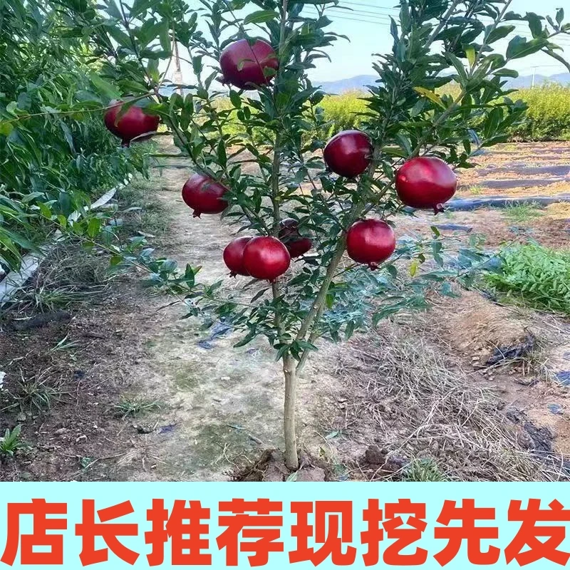 品种果树苗【一物一拍】所见即所得南北方种植