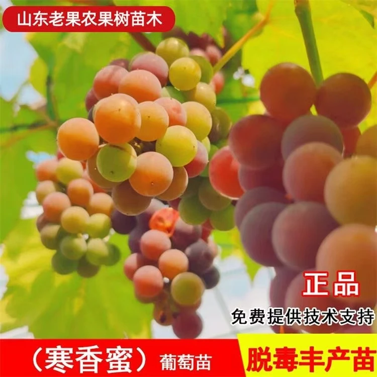 寒香蜜葡萄南北方均可种植