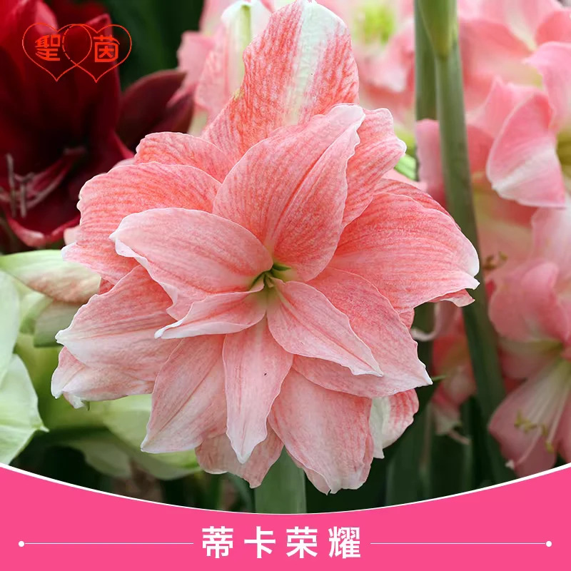 圣茵朱顶红 秘鲁蒂卡 蒂卡荣耀 多年生阳台种球