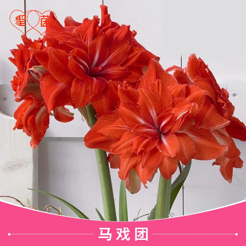圣茵朱顶红 基地球 马戏团 花后球