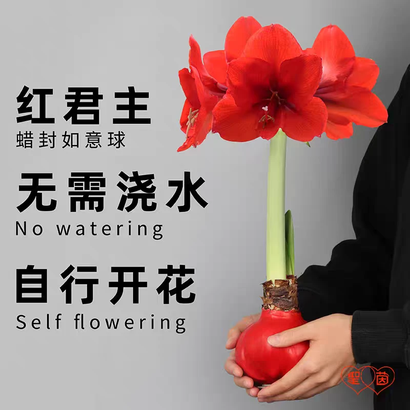 圣茵自制蜡封朱顶红 红君主蜡球 懒人花卉易打理创意礼品