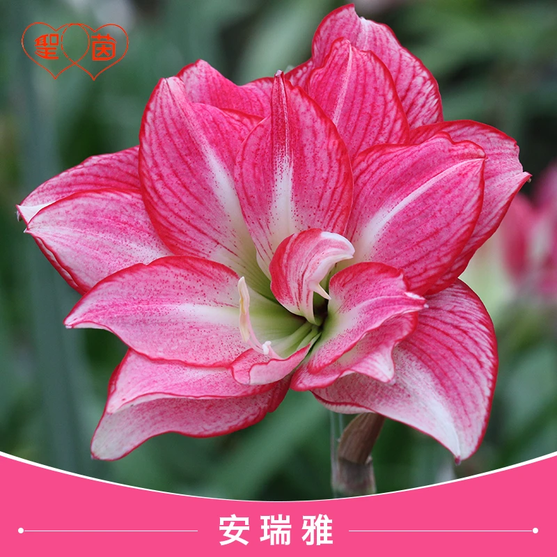 圣茵朱顶红 小苗
