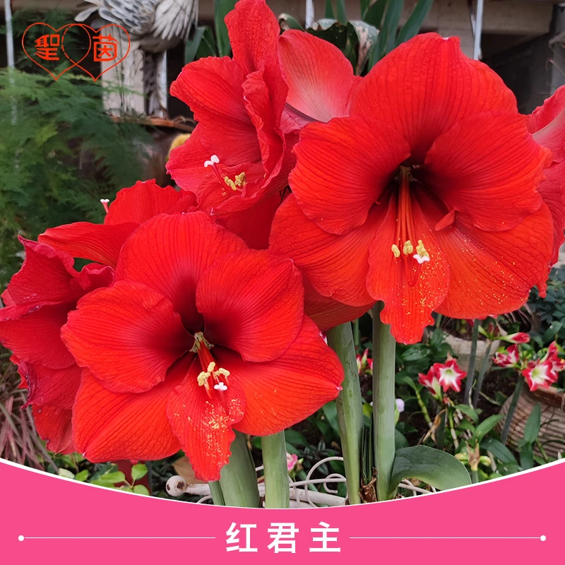 圣茵朱顶红 直播福利 红君主 开花球  多年生植物花卉