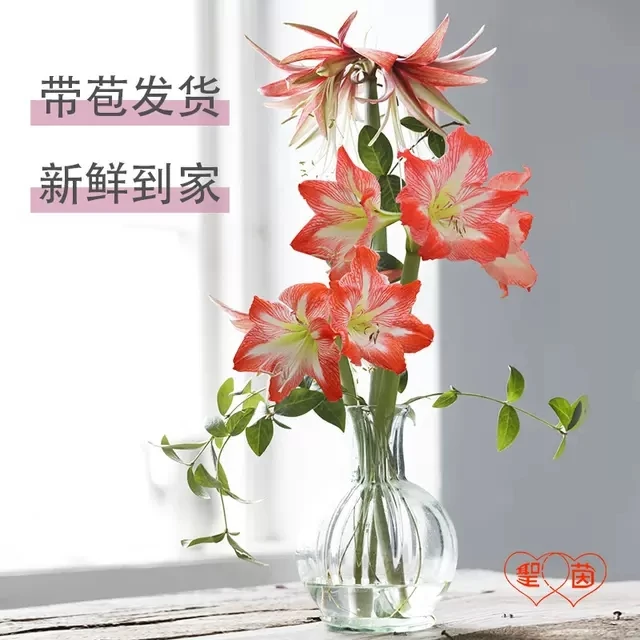 圣茵朱顶红 随机鲜切花品种