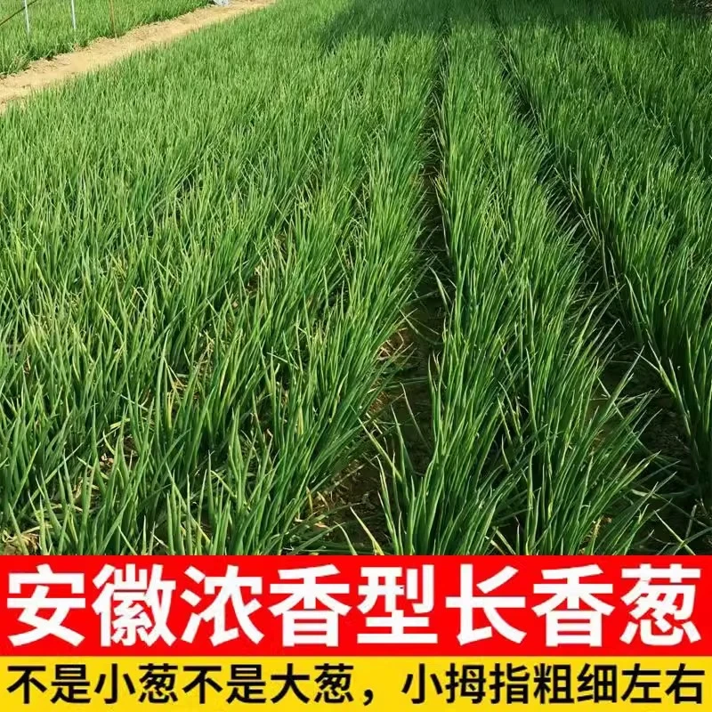 农家自种本地安徽分葱香葱新鲜葱苗发芽葱香葱白露葱鲜嫩醮酱食用