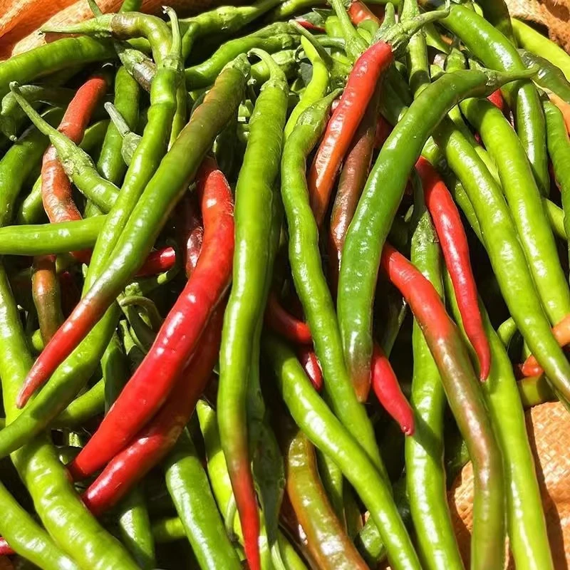 新线椒尾货微辣青红二荆条薄皮红线椒尾货农家种泡椒剁椒酱料现摘