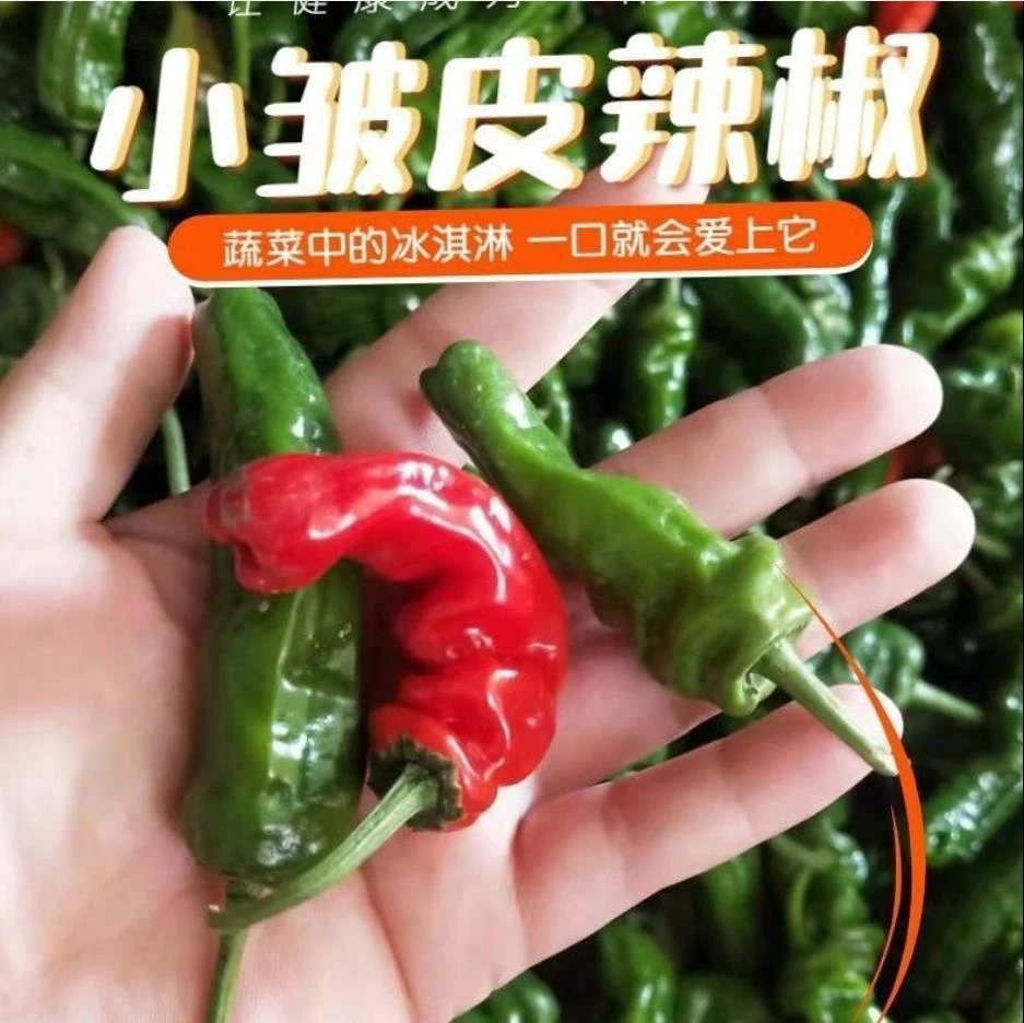 小个头皱皮辣椒新鲜薄皮螺丝辣椒小皱皮土辣椒巨辣特辣青辣椒现摘