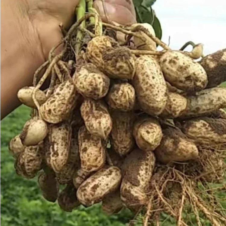 自家种植新鲜花生香面湿花生带泥土现挖现发嫩粉皮可水煮5斤3斤