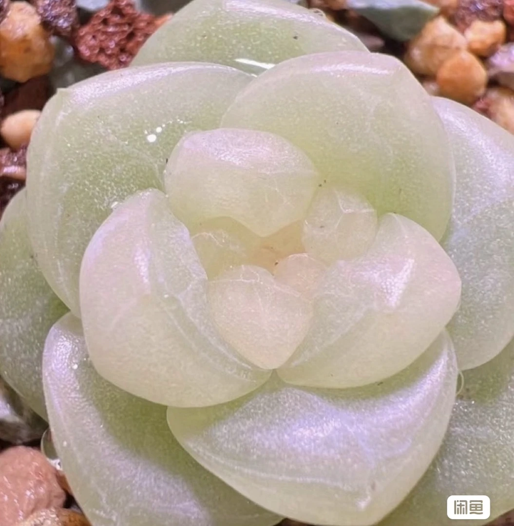 【现货】财富密码CF4多肉图一母本图满28元包邮