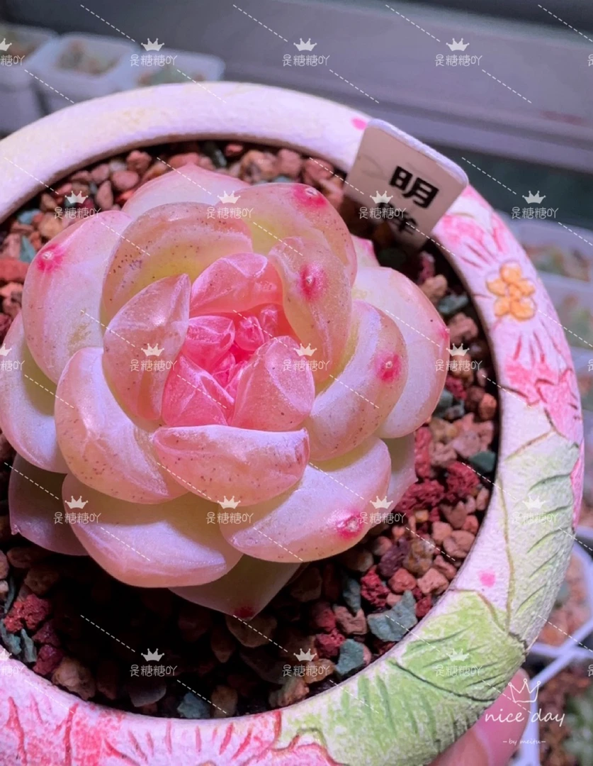 明眸单头图一母本图出图二盆口4厘米满38元包邮