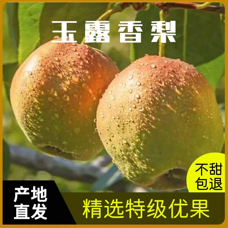 正宗玉露香梨隰县直发脆甜皮薄多汁孕妇水果12颗礼盒包邮8.5斤±
