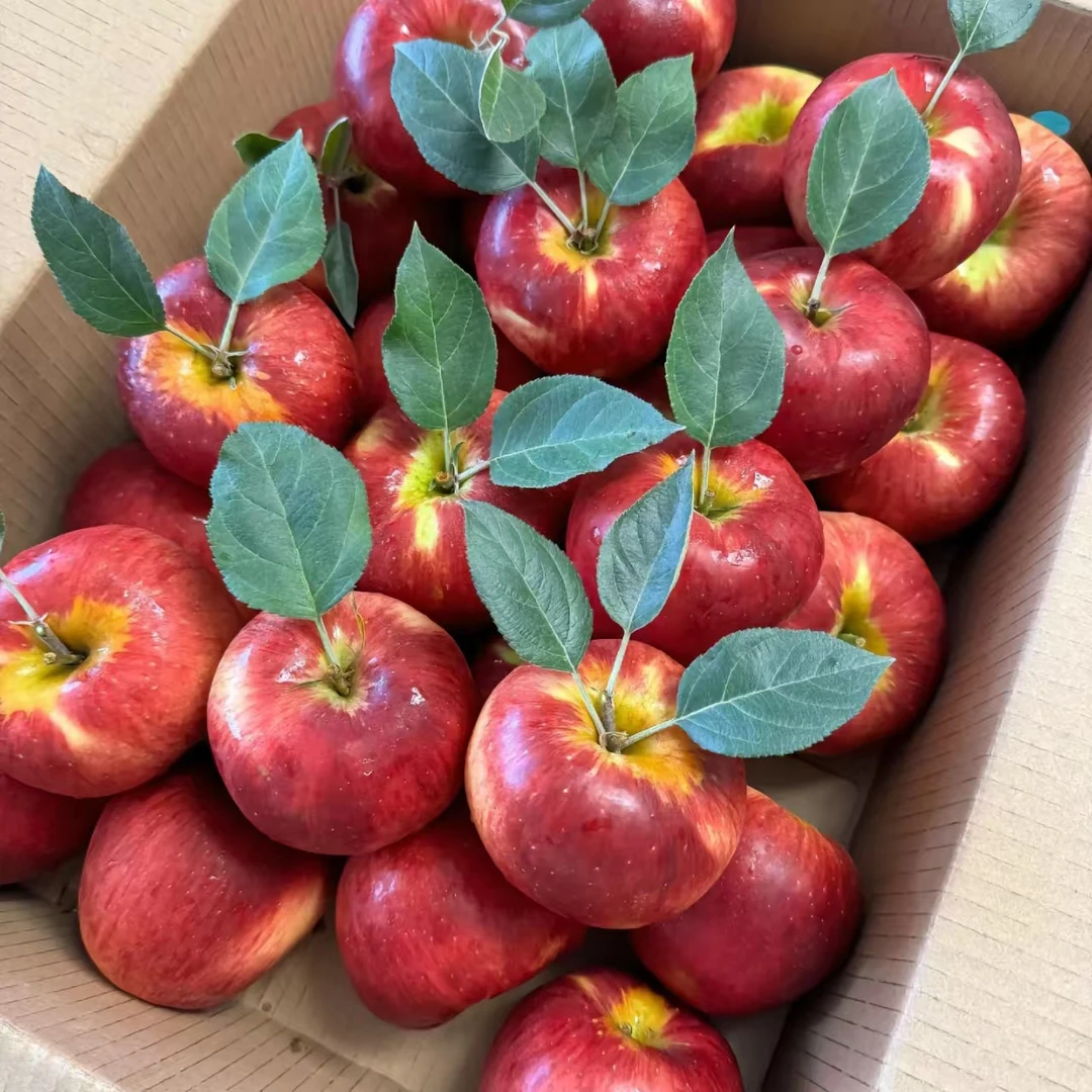 【精品礼盒装】正宗云南高原冰糖心苹果新鲜水果脆甜多汁