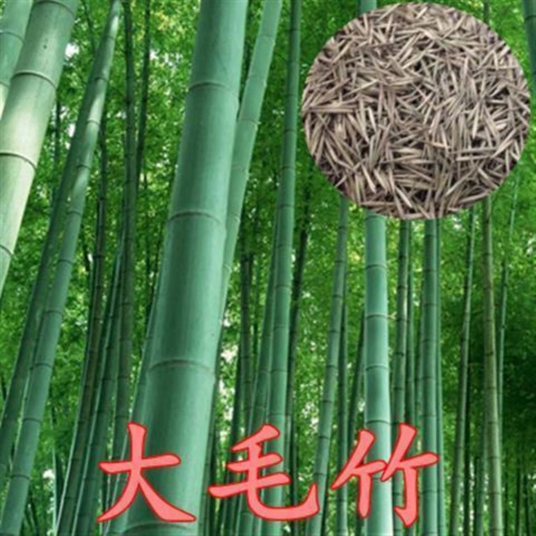 大型楠竹种子毛竹种子笋出笋高个头大南北方均可种