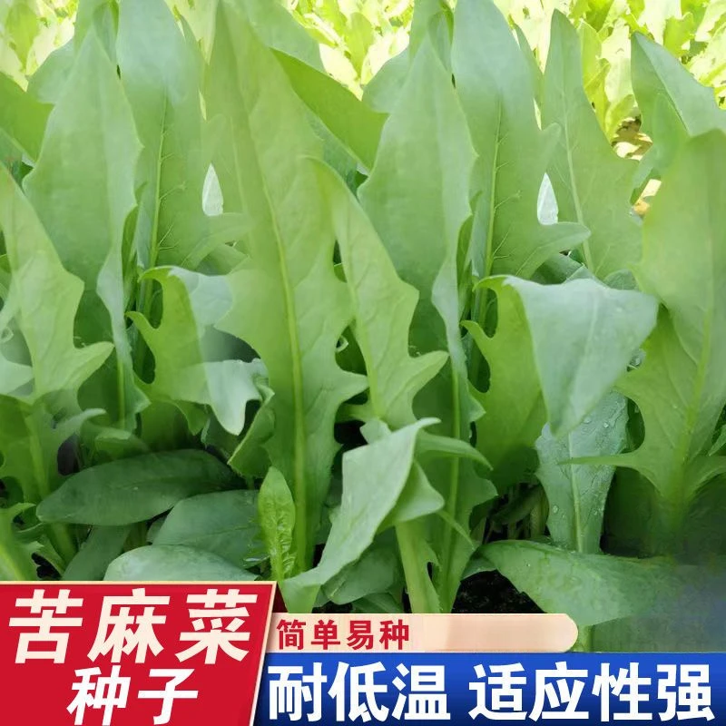 正宗苦麻菜种子宽叶苦麦菜种蔬菜种孑四季播苦菜新鲜曲曲菜