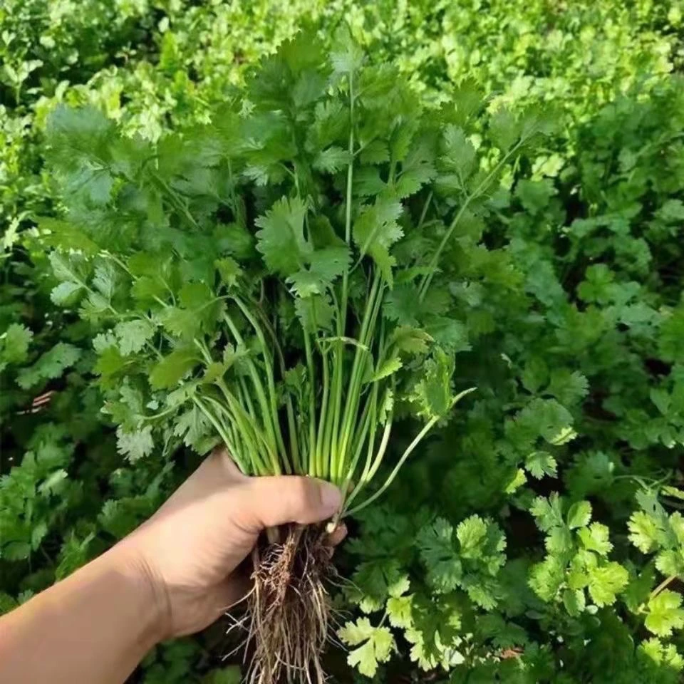 【新鲜香菜】河南芫荽现挖大叶香菜火锅菜调味菜时令蔬菜1斤2斤3斤