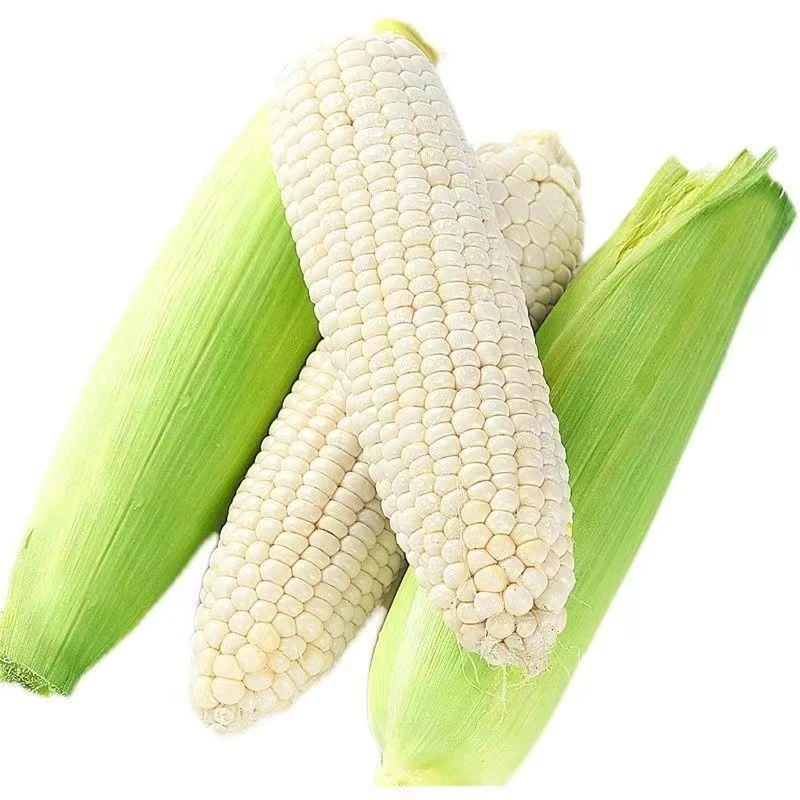 河南露天农家自种甜加糯黏玉米
