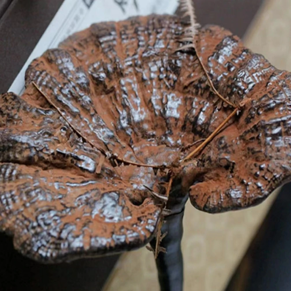 小季 现收 深山山货 灵芝