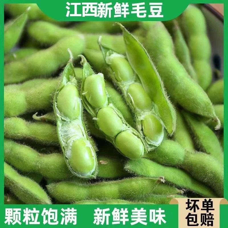 江西新鲜毛豆现摘现发大豆荚嫩毛豆青豆酒店凉拌宜春本地自种蔬菜