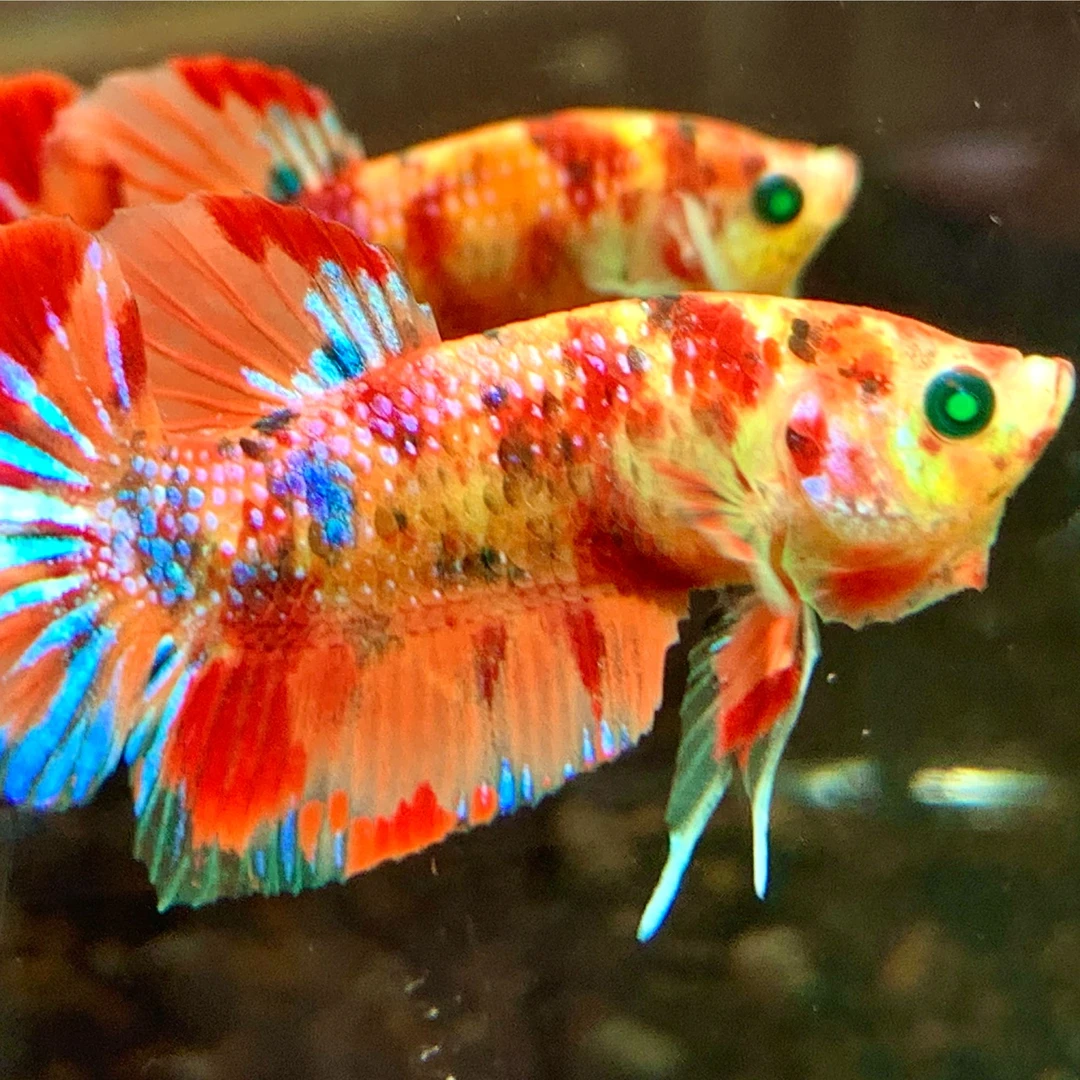 精品印尼斗鱼随机送一