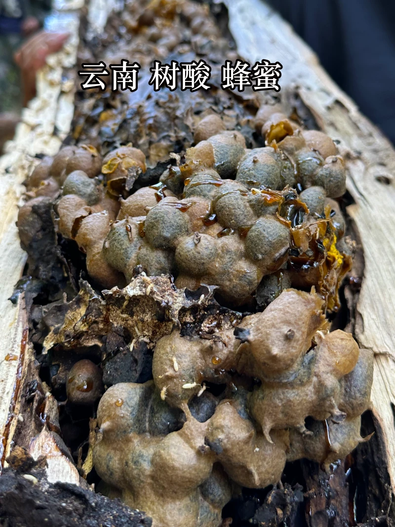 2025云南树酸蜂蜜自然发酵蜜 酸酸甜甜 500克一瓶包邮
