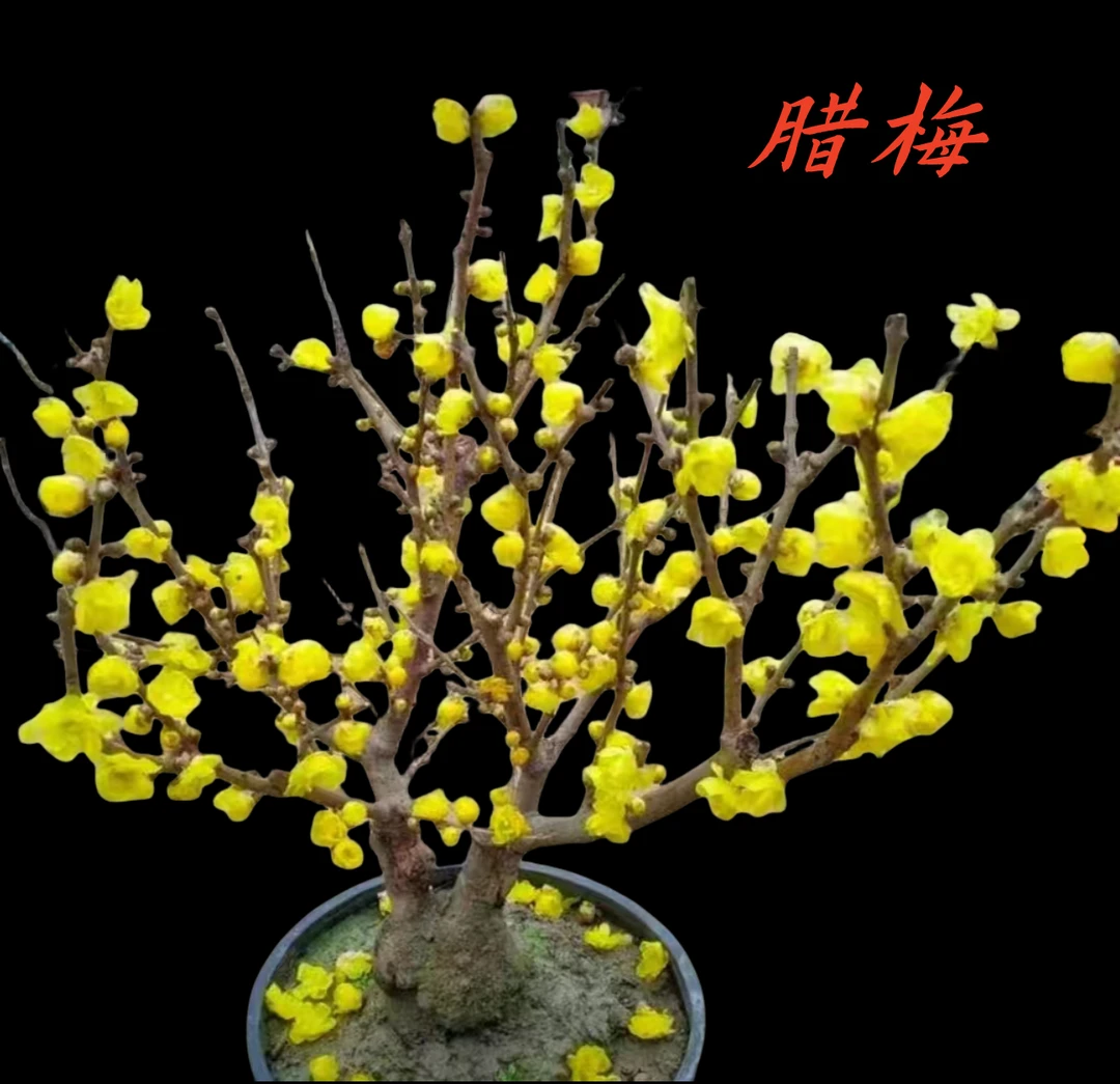 素心腊梅花带花苞红梅乌梅花卉盆栽地栽耐寒浓香型一物一素心腊梅