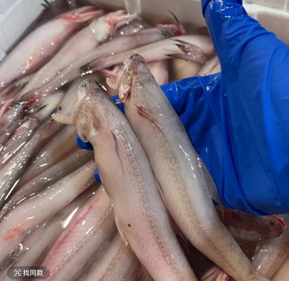 连云港发货 海捕冷冻豆腐鱼6斤8斤 （6－7:)条每斤包邮