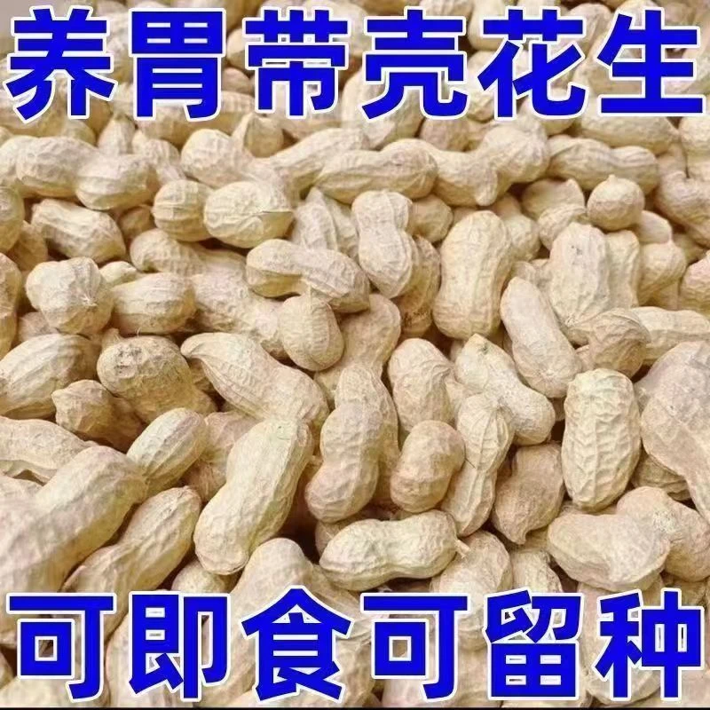 2025年农家自种自然晒干的带壳花生可做种子净重发货