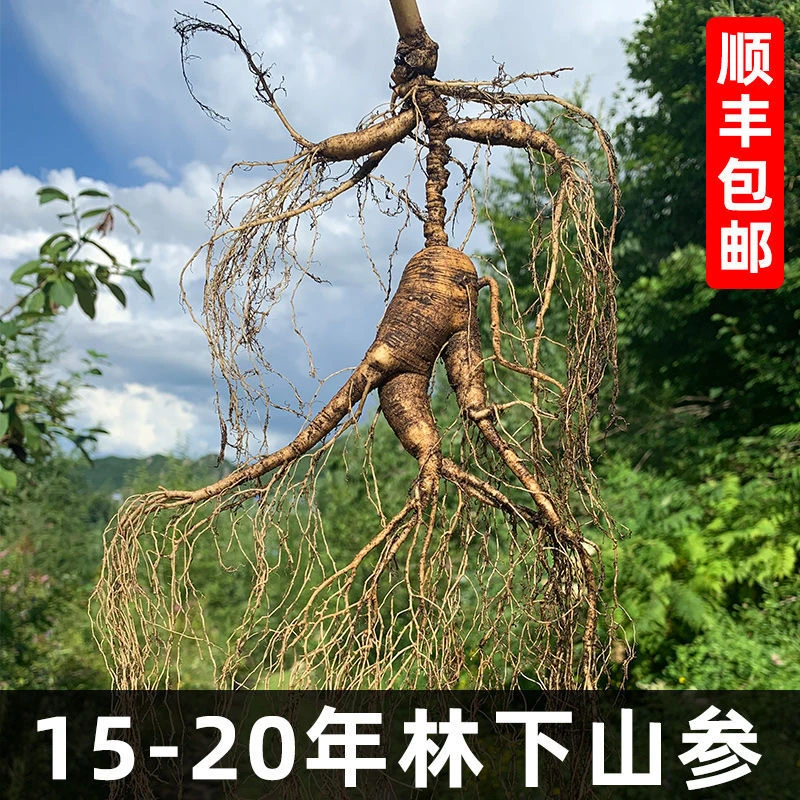 新鲜林下参直播间改价链接以直播间实物为准野外泡酒高龄高龄佳品