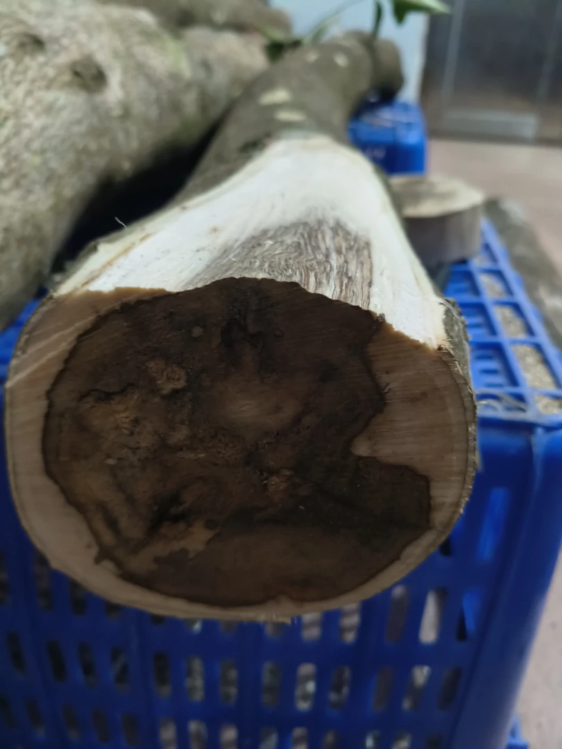 沉香原木段原木摆件定制多样性福利