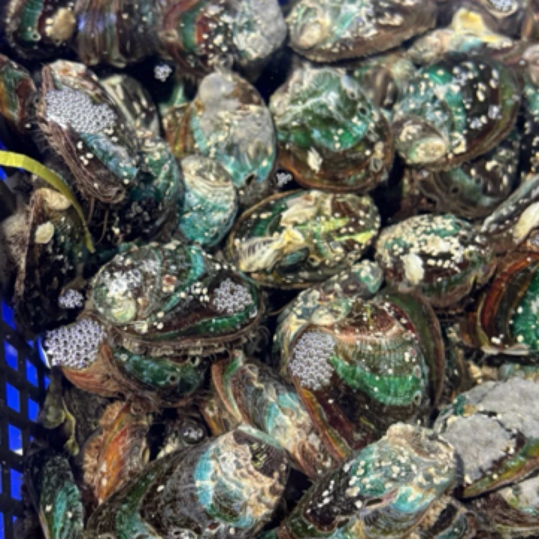 鲍鱼 福建鲍 28元到手10只