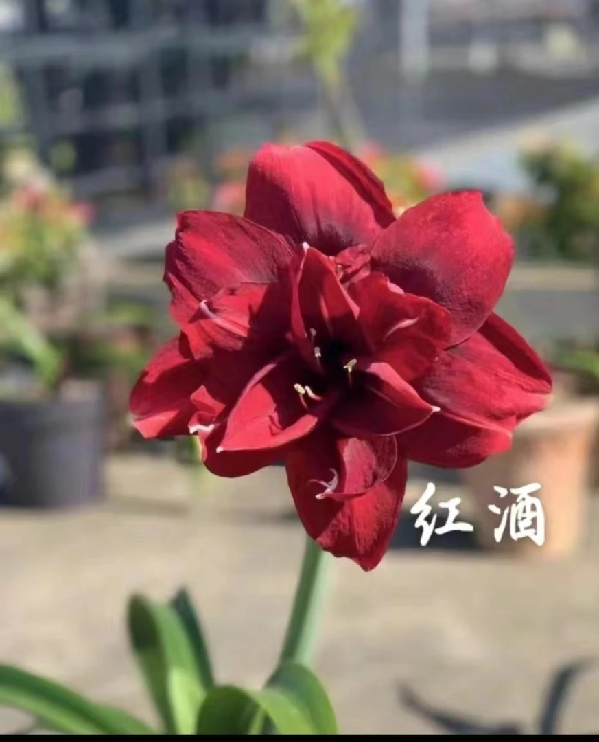 胖东朱顶红基地   澳朱 台朱  日朱