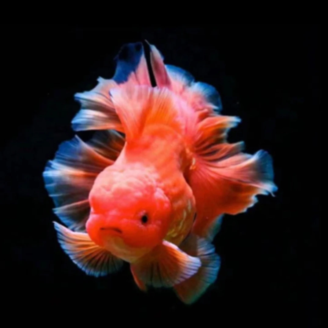 活体-泰狮金鱼-兰寿金鱼 渔场养殖耐活 好养观赏金鱼直发