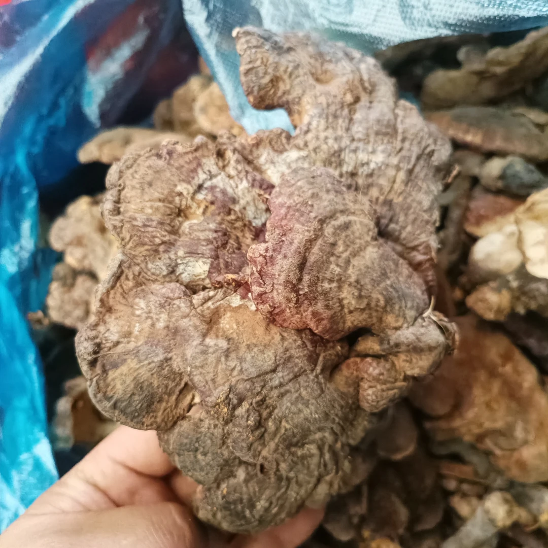 云南特产野生赤灵芝干货自然晾晒