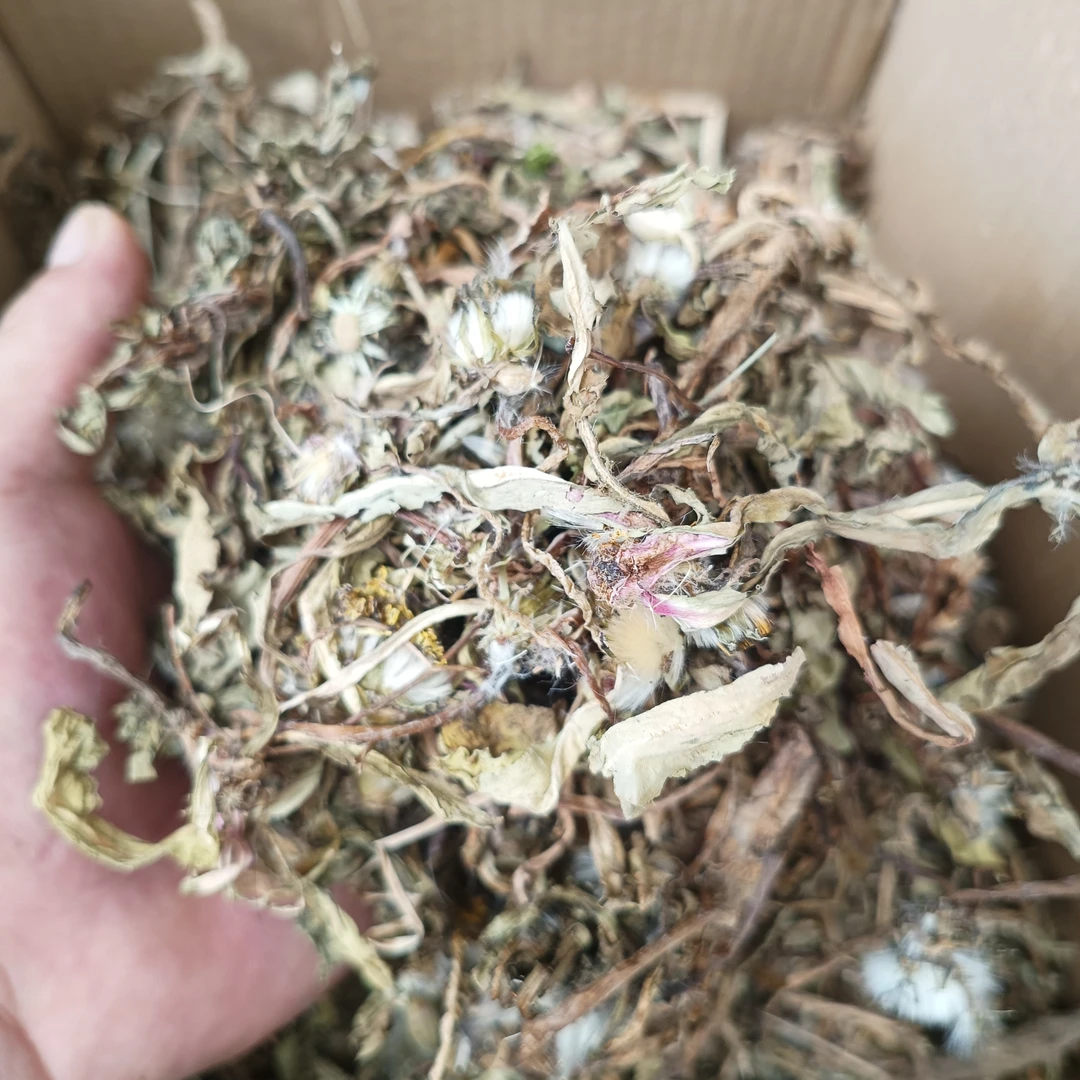 云南特产山货蒲公英干货自然晾晒