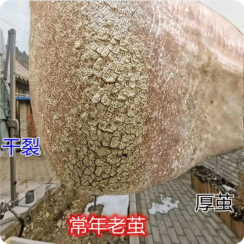 脚后跟干裂【特效膏】脚干燥足裂口脚脱皮起皮干掉皮皮肤粗糙足干裂