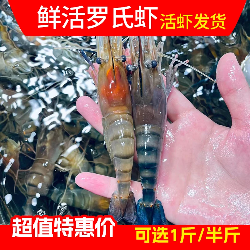 【特惠】鲜活罗氏虾 半斤/一斤可选 活虾发货